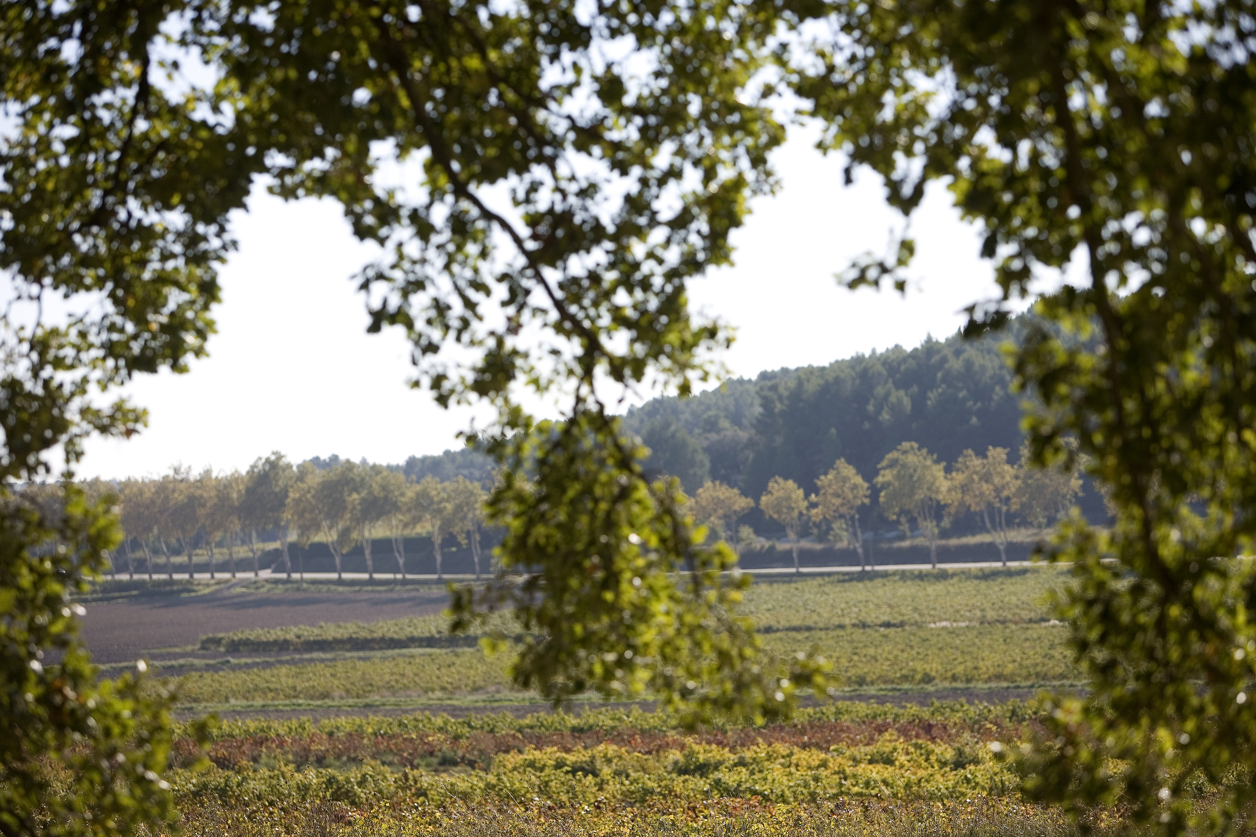 Art et Gastronomie au Cœur du Var